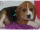Chiots Beagle &agrave; donner