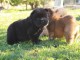 Chiots chow chow de race pure &agrave; donner