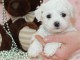 Chiots Bichon fris&eacute; disponible de suite