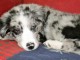 Magnifique chiot Border Collie &agrave; donner