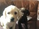Adorable Chiot Labrador Retriever&agrave; donner