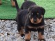 Chiots rottweiler &agrave; donner