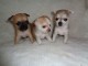 Superbes Chiots Chihuahua Pure Race Poils Courts Taille Standard