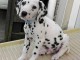 Magnifique Chiots Dalmatien &agrave; donner 