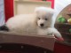 Chiot femelle samoy&egrave;de &agrave; donner