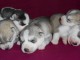 Superbes Chiots Siberian Husky Pure Race