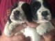 Chiots Cocker Spaniel Anglais &agrave; donner
