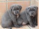 Chiots disponible b&eacute;b&eacute;s Cane Corso