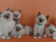 Magnifiques Chatons Sacr&eacute; de Birmanie Pure Race