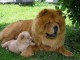 Magnifiques Chiots Chow Chow Pure Race Pedigree
