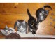 Chatons Maine Coon Disponible &agrave; donner