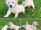 Superbe bb chiots golden retriever inscrits au lof &acirc;g&eacute;s de 3 mois