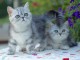 Adorable Chatons Exotic Shorthair Disponible &agrave; donner