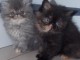 Magnifique Chatons Persan &agrave; donner