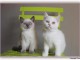 Sublime Chatons Bristish Shorthair &agrave; donner