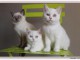 Sublime Chatons Bristish Shorthair &agrave; donner
