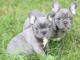 adorables petits chiots bulldog anglais