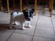 A donner chiot Bouledogue fran&ccedil;ais femelle 4 mois