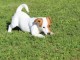 A donner tr&egrave;s beau chiot Jack Russell Terrier