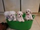 Propose adorables chiots Bichons Maltais