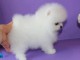  chiots de type pom&eacute;ranien