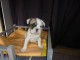 Chiot bouledogue fran&ccedil;ais 