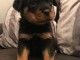 Chiots Rottweiler pour famille