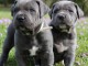 Disponible 7 CHIOTS CANE CORSO N&Eacute;S EN AO&Ucirc;T