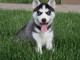 Magnifiques Chiots Husky Sib&eacute;rien Lof