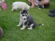 Magnifiques Chiots Husky Sib&eacute;rien Lof