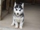 Magnifiques Chiots Husky Sib&eacute;rien Lof