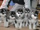 Magnifiques Chiots Husky Sib&eacute;rien Lof