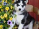 Magnifiques Chiots Husky Sib&eacute;rien Lof