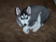 Magnifiques Chiots Husky Sib&eacute;rien Lof