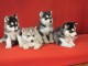 Magnifiques Chiots Husky Sib&eacute;rien Lof