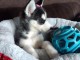 Magnifiques Chiots Husky Sib&eacute;rien Lof