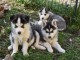 Magnifiques Chiots Husky Sib&eacute;rien Lof