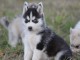 Magnifiques Chiots Husky Sib&eacute;rien Lof
