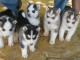 Magnifiques Chiots Husky Sib&eacute;rien Lof