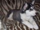 Magnifiques Chiots Husky Sib&eacute;rien Lof