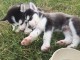 Magnifiques Chiots Husky Sib&eacute;rien Lof