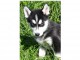 Magnifiques Chiots Husky Sib&eacute;rien Lof
