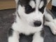 Magnifiques Chiots Husky Sib&eacute;rien Lof