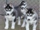 Magnifiques Chiots Husky Sib&eacute;rien Lof