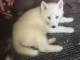 Magnifiques Chiots Husky Sib&eacute;rien Lof