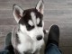 Magnifiques Chiots Husky Sib&eacute;rien Lof