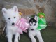 Magnifiques Chiots Husky Sib&eacute;rien Lof