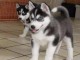 Magnifiques Chiots Husky Sib&eacute;rien Lof