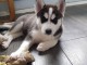 Magnifiques Chiots Husky Sib&eacute;rien Lof