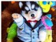Disponibles &laquo;3 chiots husky sib&eacute;rien